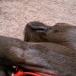 Profile Picture of Diane Robertson (@gypsy111388) on Instagram