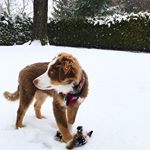 Profile Picture of Rusty (@rusty_the_australian_shepherd) on Instagram