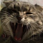Profile Picture of tracie.howell (@tracie.howell) on Instagram