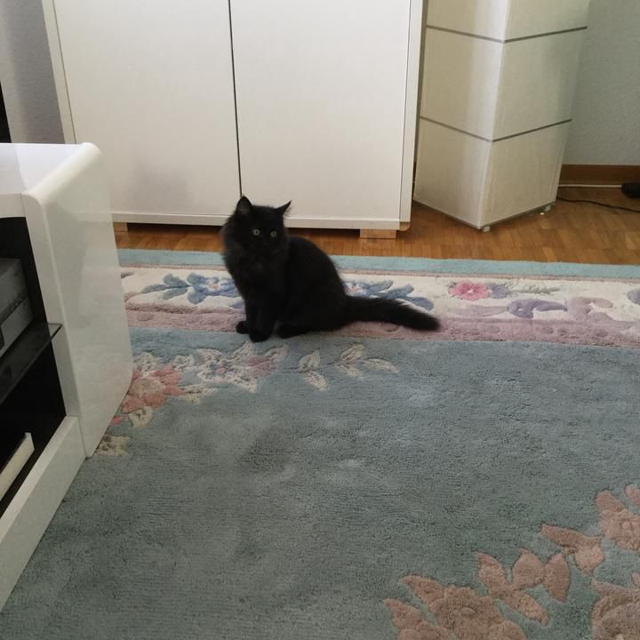 Profile Picture of odie_wehnerduncan477 (@odie_wehnerduncan) on Tiktok