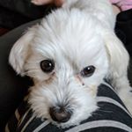 Profile Picture of Tamara Field (@fieldtamara) on Instagram