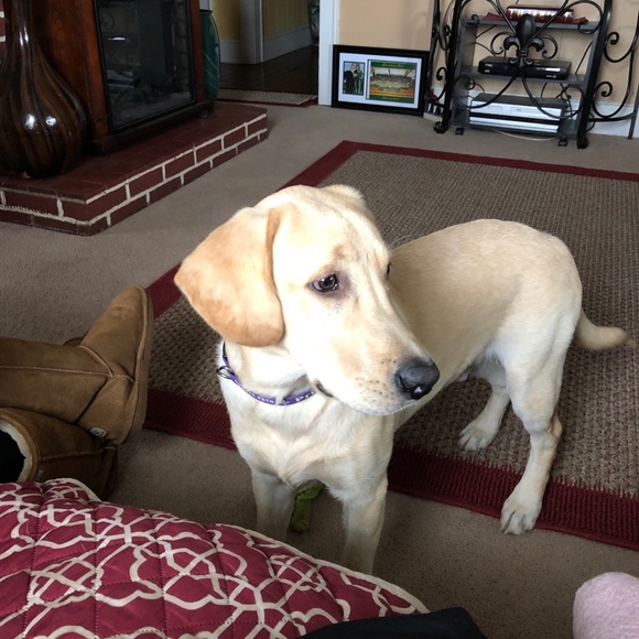 Profile Picture of Ashley Uttermohlen (@auttermohlen) on Poshmark