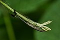 Profile Picture of Stemborer - Wikipediaon Wikipedia