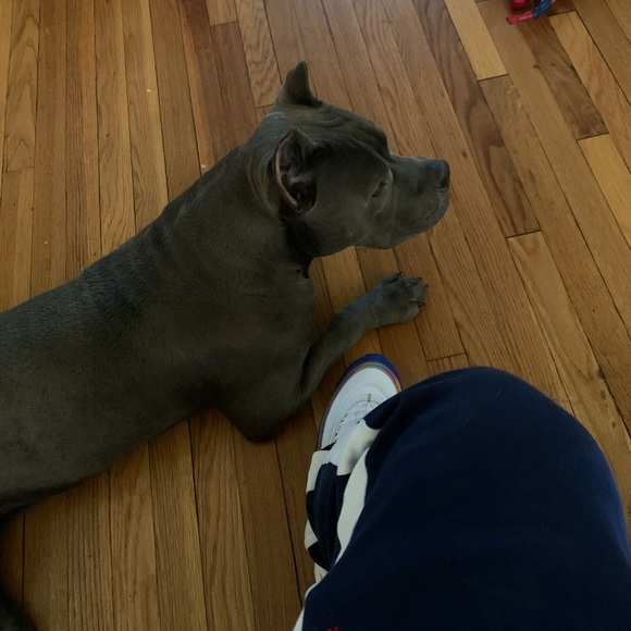 Cw Cw - Poshmark Profile Picture of Cw Cw (@roxburysbully) on Poshmark