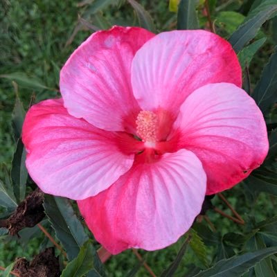 Profile Picture of Janice Thomas (@janicemthomas1) on Twitter