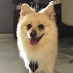 Profile Picture of Scott Stein (@scottgermanspitz) on Instagram