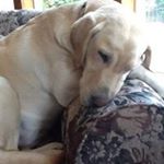 Profile Picture of JoLynn Williams (@jolynnwilliams) on Instagram