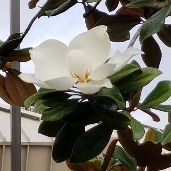 Profile Picture of Cammy Campbell (@auntiecam) on Poshmark