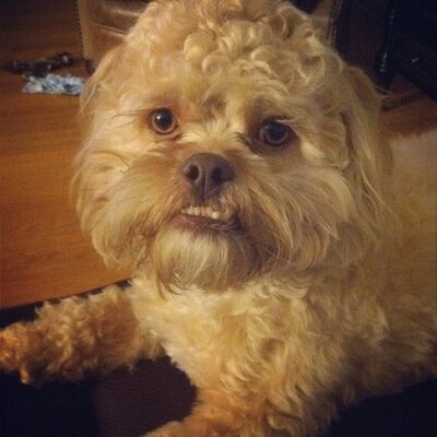 Profile Picture of Nichole Schneider (@henriettacoley) on Twitter