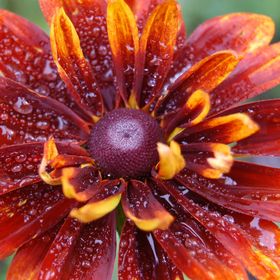 Profile Picture of Tonya Kennedy Isabelle (@tkisabelle) on Pinterest