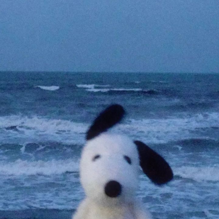Profile Picture of benniebee (@xiaobennie) on Tiktok