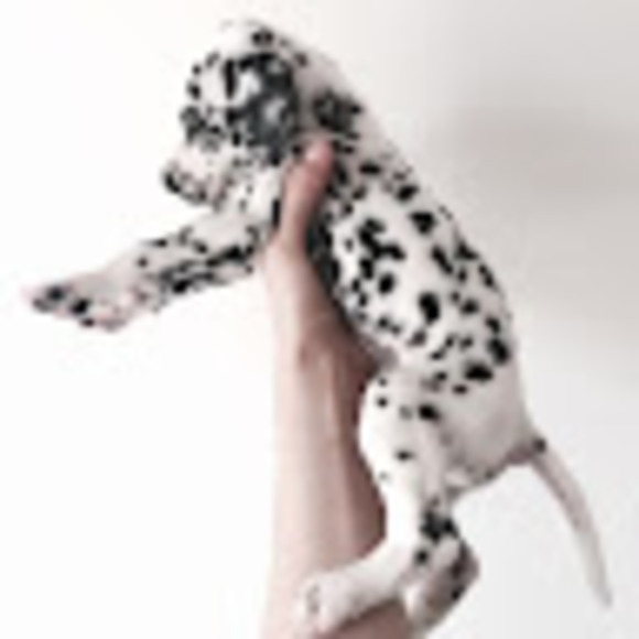 Profile Picture of Julia Holliday (@juliaholliday) on Poshmark