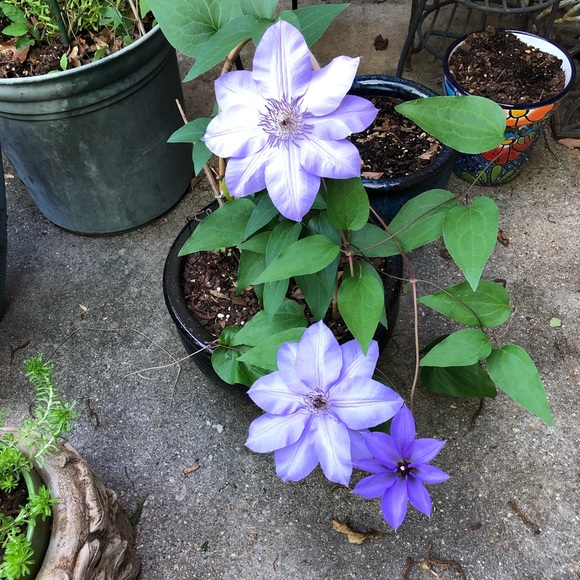 Profile Picture of P Parker (@seahoss) on Poshmark