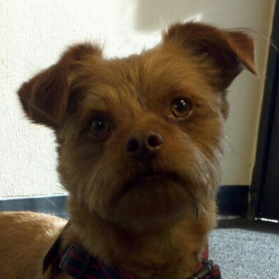 Profile Picture of Sherry A. Shuster (@sherry_shuster) on Twitter