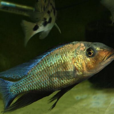 Profile Picture of Paul Jeffrey Curnow (@CAPRICORNIAFISH) on Twitter