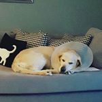 joshua&gang - Instagram Profile Picture of joshua&gang (@joshandthegang) on Instagram