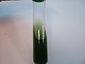 Profile Picture of Simmons' citrate agaron Wikipedia