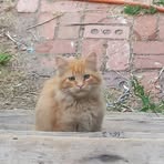 Profile Picture of Nannette Roach (@Nannette-Roach) on Facebook