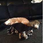 Profile Picture of Harvey Eric Connelly (@harvey.and.heidi.the.dog) on Instagram