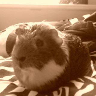 Profile Picture of Peter Tattersall (Pete) (@Guineapig.gizmo) on Facebook