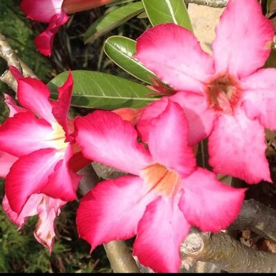 Profile Picture of Celeste Grant (@@JelitaCeleste) on Twitter