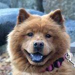 Profile Picture of Roxy Honeybear (@roxyhoneybear1) on Instagram