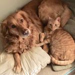 Profile Picture of 🐾 Harrison & Dixie 🐾 (@harry_n_dixie) on Instagram