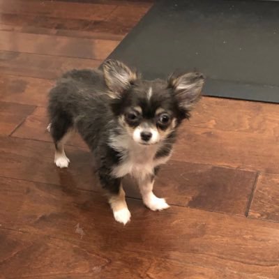 Profile Picture of Deborah McMahon (@debmcmahon) on Twitter