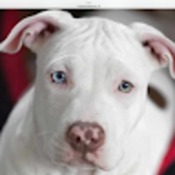 Profile Picture of Alexandra Popowicz (@apopowicz) on Poshmark