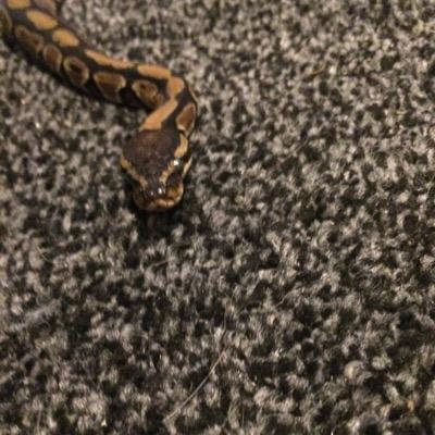 Profile Picture of Sam Buggs (@sam_buggs) on Twitter