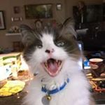 Profile Picture of Lorraine Dube Grossberndt (@lorrainegrossberndt) on Instagram