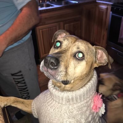 Profile Picture of Lisa Gower (@lisagower13) on Twitter