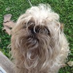 Profile Picture of Soy El Perro De @milidice 🐶 (@peterdemili) on Instagram