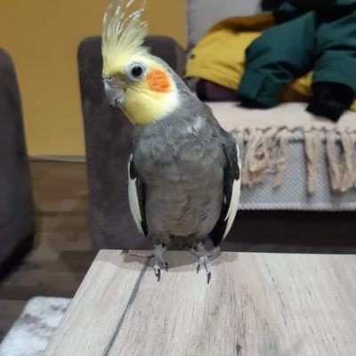 Profile Picture of Maja Djukić (@majurinac87) on Twitter