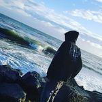 Profile Picture of Scott_Malley (@ziggy_scott) on Instagram