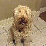 Profile Picture of 🐶🐶🐶🐶🐶🐶 (@buck_gilligan) on Instagram