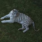 Profile Picture of sonia onuszka (@onuszka) on Instagram