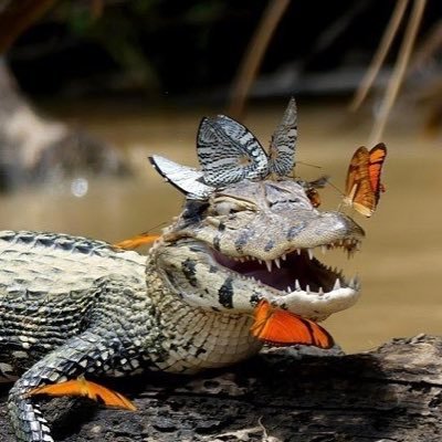 Profile Picture of PAUL (@MegaBeitz) on Twitter