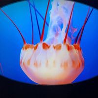 Profile Picture of Joan Taffe-ali (@joan-taffe-ali) on Quora