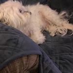 Profile Picture of Stephanie Caputo (@stcaputo2002) on Instagram