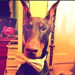 Profile Picture of www.susandunstan.com (@broadwaydobermans) on Instagram