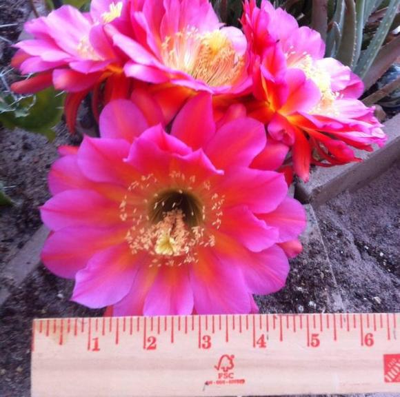 Profile Picture of Bonnie Ihrie (@bonnieihrie) on Poshmark