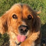 Profile Picture of Brad Wellings (@bwelly22) on Instagram