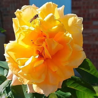 Profile Picture of Tosha Tarter (@_toshamarie_) on Instagram