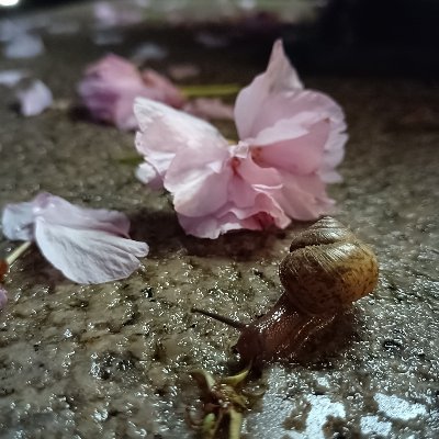 Profile Picture of Robinsung (@robinsung3) on Twitter