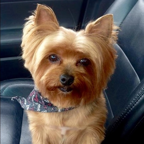 Profile Picture of Giuseppina Reifel (@greifel03) on Poshmark