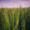 Profile Picture of Tobias Timm (@@doppel_t) on Tiktok