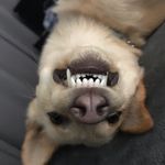 Profile Picture of JOE GLASCO (@mulletwolf) on Instagram