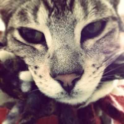 Profile Picture of Amy Doyle (@AmyShellBelle) on Twitter