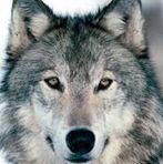 Thomas Stansberry - Facebook Profile Picture of Thomas Stansberry (@thomas.stansberry.5) on Facebook